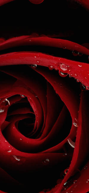 Close-up Rose's Head Red Iphone Wallpaper