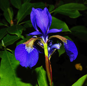 Close-up Shot Of A Mesmerizing Laevigata Iris Flower. Wallpaper