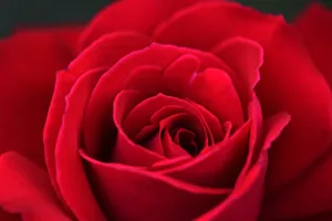 Close-up Shot Of Burgundy Rose Wallpaper