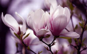 Close Up Shot Of Saucer Magnolia Flower Wallpaper