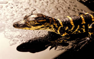 Close-up Shot Of Young American Alligator Wallpaper