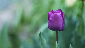 Closed Single Purple Flower Wallpaper