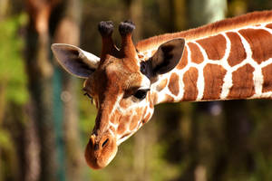 Closeup Photo Of Giraffe Wallpaper