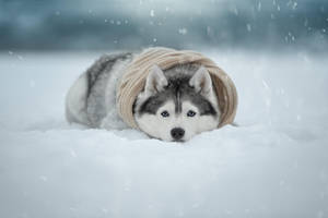 Clothed Husky Puppy Wallpaper