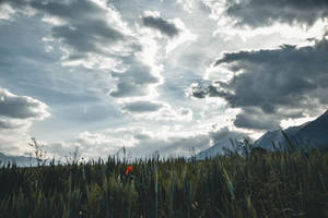 Cloud Background Grass Field Wallpaper