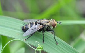 Cluster Fly Wallpaper