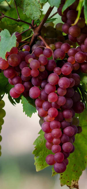 Cluster Of Crimson Seedless Grapes Wallpaper