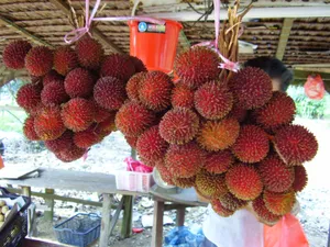 Cluster Of Ripe Pulasan For Sale Wallpaper