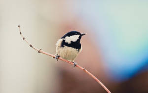 Coal Tit Bird Flitting In A Snow-covered Tree Wallpaper