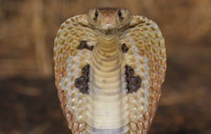 Cobra Black And White Front View Wallpaper