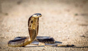 Cobra On Dirt And Sand Wallpaper