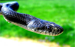 Cobra Side View With Grass Background Wallpaper