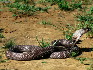 Cobra Silver And Black On Grass Patches Wallpaper