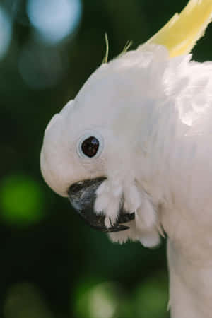 Cockatoo Close Up Portrait Wallpaper