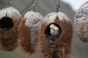 Coconut Bird Nest Wallpaper