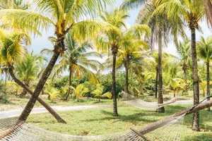 Coconut Trees And Greenery Bahamas Wallpaper