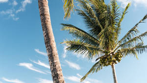 Coconut Trees And The Blue Sky Wallpaper