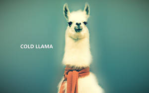 Cold Llama Wallpaper