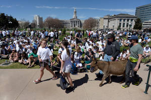 Colorado School Of Mines Donkey Wallpaper