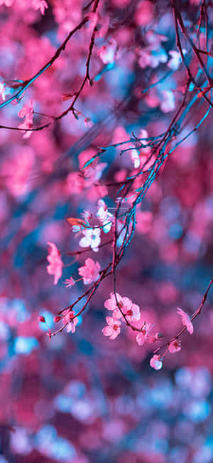 Colorful Aesthetic Cherry Blossom Wallpaper