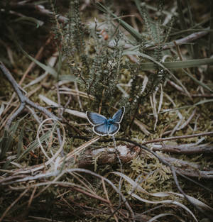 Colorful And Delicate Butterfly Perched On Dry Grass Wallpaper