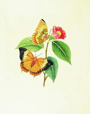 Colorful Butterflies Fluttering Through A Meadow On A Windy Day. Wallpaper