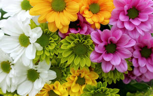 Colorful Chrysanthemum Flowers Wallpaper