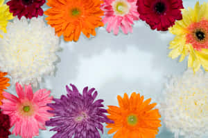 Colorful Daisies Border Wallpaper