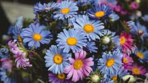 Colorful Daisies Induce Joy And Encouragement Wallpaper