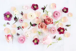 Colorful Flowers In Full Bloom In February Wallpaper