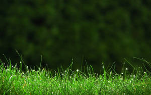 Colorful Green Grass Against A Clear Blue Sky Wallpaper