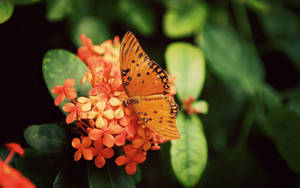 Colorful Gulf Fritillary Butterfly Wallpaper