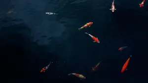 Colorful Koi Fish Swimming In A Serene And Beautiful Aquarium Wallpaper