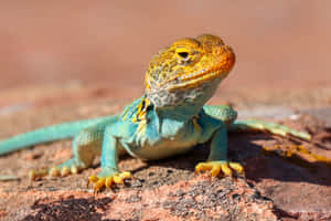 Colorful Lizard Baskingon Rock.jpg Wallpaper