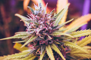 Colorful Marijuana Or Weed Flower Wallpaper