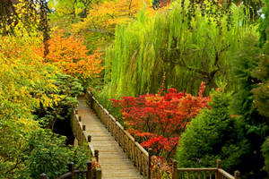 Colorful Nature Park Bridge Wallpaper