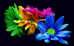 Colorful Neon Chrysanthemums Wallpaper