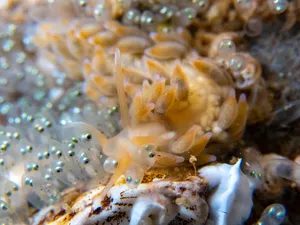 Colorful Sea Slug Closeup Wallpaper