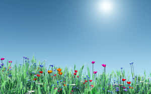 Colorful, Springtime Flowers Wallpaper