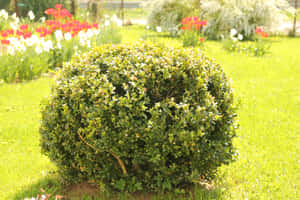 Common Box Bush With Red And White Flowers Wallpaper