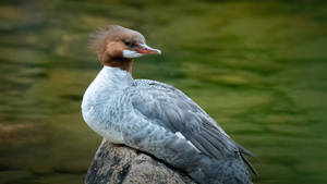 Common Merganser At Acadia National Park Wallpaper