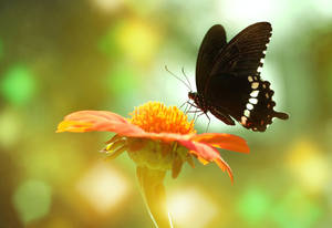 Common Mormon Butterfly On Flower Wallpaper