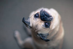 Confused Pug Looking Up Wallpaper