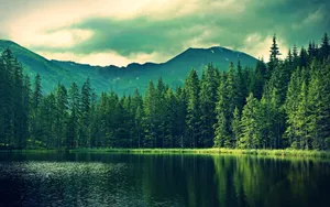 Coniferous Forest Lake Wallpaper