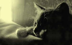 Contemplative Catin Monochrome Wallpaper