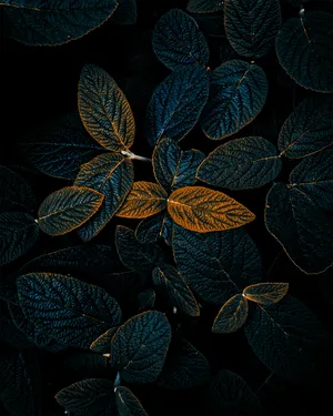 Contrasting Leaves Dark Background Wallpaper