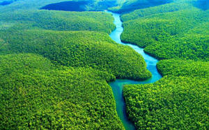 Cool Amazonas River Wallpaper