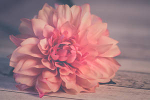 Cool Background Pink Dahlia Wallpaper