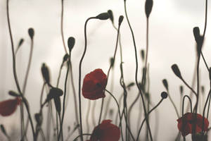 Cool Background Wild Poppy Wallpaper