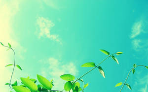 Cool Blue Green Sky Wallpaper